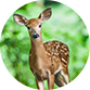 Spotted Deer Ecological Park