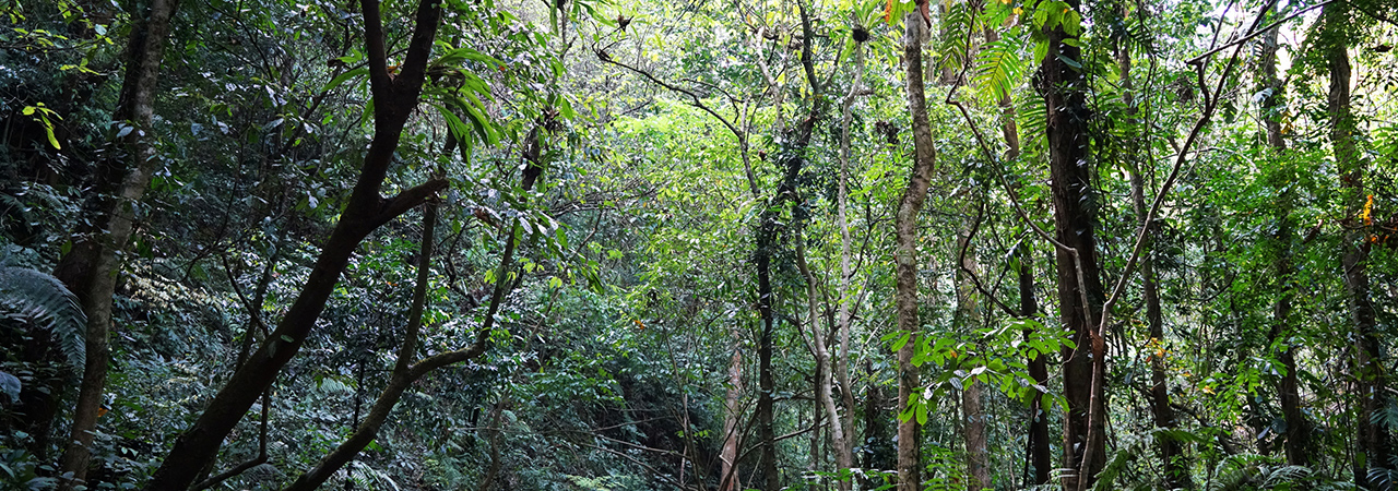 Moli Tropical Rainforest Scenic Area
